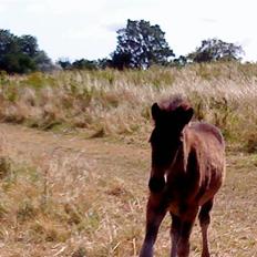 Islænder Mosedalens Kríla