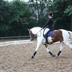 Anden særlig race Malles Chipsy SOLGT