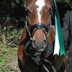 DSP Bæklunds Remus - solgt