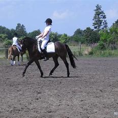 DSP Bæklunds Remus - solgt