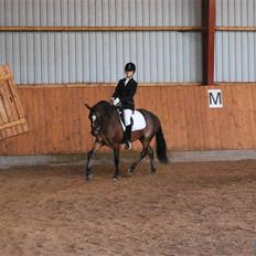 DSP Bæklunds Remus - solgt