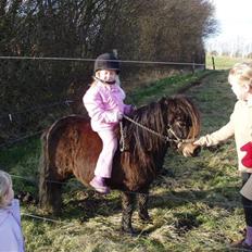 Shetlænder Buller (solgt)