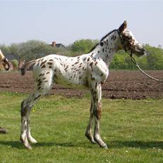 Knabstrupper Sartors Danish Design 