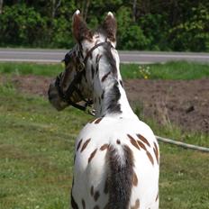Knabstrupper Sartors Danish Design 