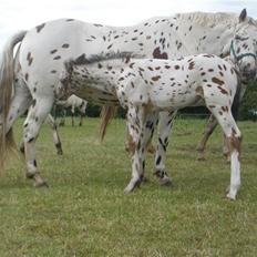 Knabstrupper Sartors Danish Design 