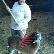 Shetlænder MIST *himmelhest*