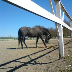 Anden særlig race Zetan *AFLIVET*