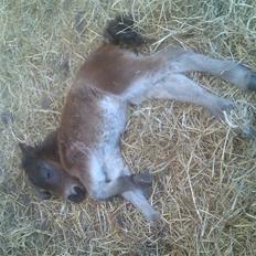 Shetlænder MIST *himmelhest*