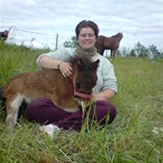 Shetlænder MIST *himmelhest*