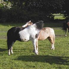 Anden særlig race Calle 