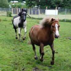 Anden særlig race Calle 
