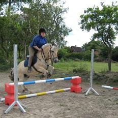 Fjordhest Sebastian 