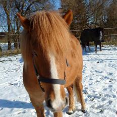 Islænder Nagli fra Tjenergården