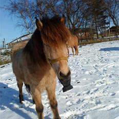 Islænder Glanni fra Enebakken