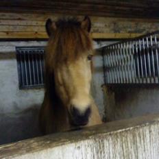 Islænder Glanni fra Enebakken