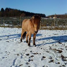 Islænder Glanni fra Enebakken