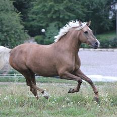 Palomino Selena 