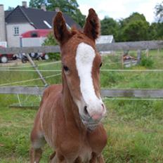 Dansk Varmblod Don amigo R.I.P <3 