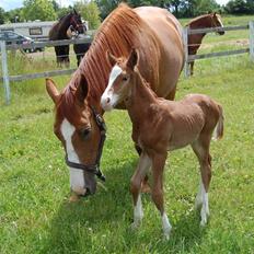 Dansk Varmblod Don amigo R.I.P <3 