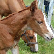 Dansk Varmblod Don amigo R.I.P <3 