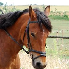 Anden særlig race Rosita ' R.I.P ' <3 :(