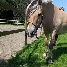 Fjordhest Kasper