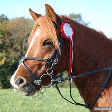 New Forest Baldur