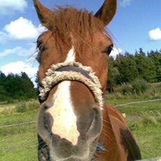 New Forest Baldur