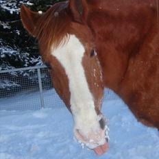 Anden særlig race Ponto *R.I.P*