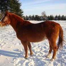 Anden særlig race Ponto *R.I.P*