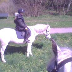 Anden særlig race Konvaljens Flipper 