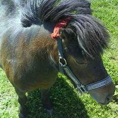 Shetlænder Lukas l Solgt l