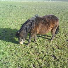 Shetlænder Lukas l Solgt l