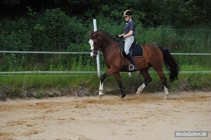 Dansk Varmblod Rigolo. - mig og rigolo genoptræning.                         Starten af 2010        Foto min mor. billede 15