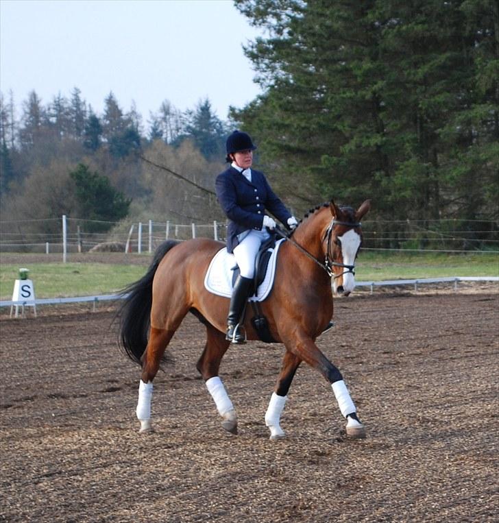 Dansk Varmblod Rigolo. - Rigolo og min mor fra stævne i Grindsted.      2010                 Foto:Min moster(Kirsten) billede 16
