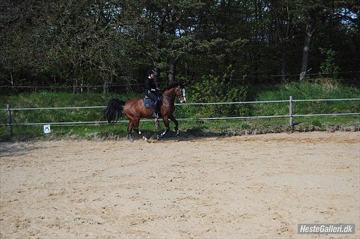 Dansk Varmblod Rigolo. - Rigolo og min mor udendørs trænning                 2009-2010              Foto:mig billede 17