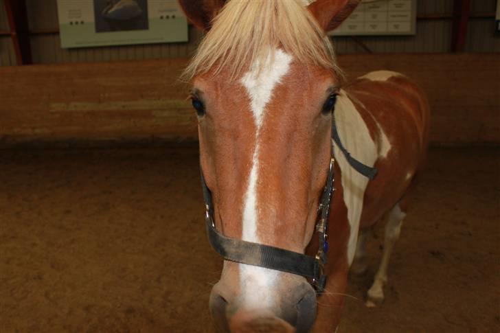 Pinto Hestehavens Julius  billede 6