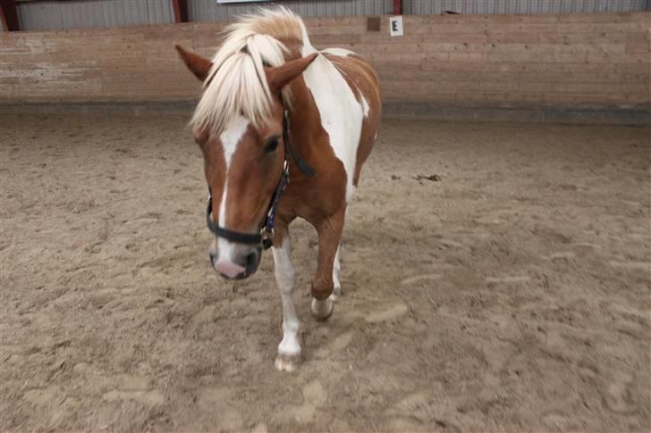 Pinto Hestehavens Julius  - Han fulgte efter mig :D søødt<3  billede 7