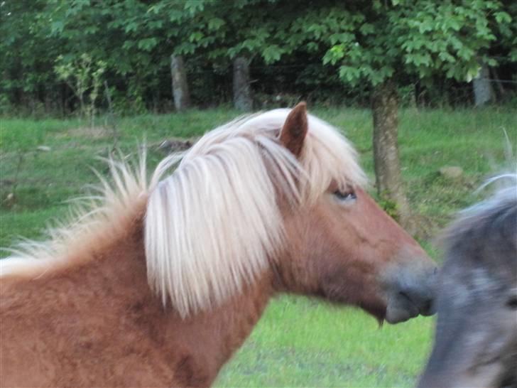 Islænder Bjarmi fra Egebjerg billede 9