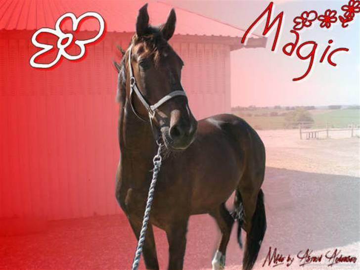 Anden særlig race Magic billede 15