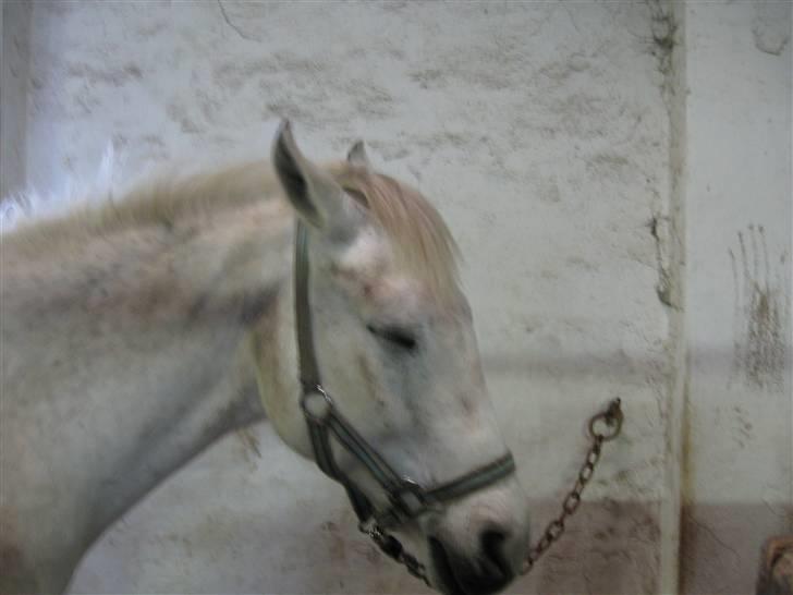 Anden særlig race Silas ( rider på den). - nr:1silas som sover billede 1