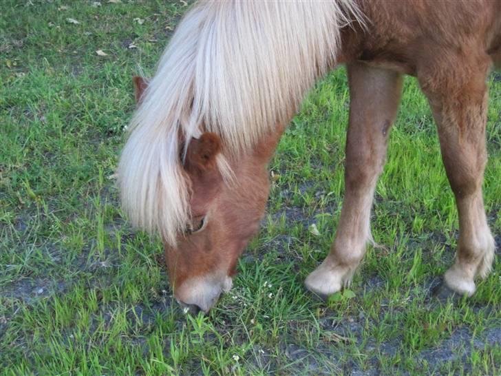 Islænder Bjarmi fra Egebjerg - sommer 2009 billede 10