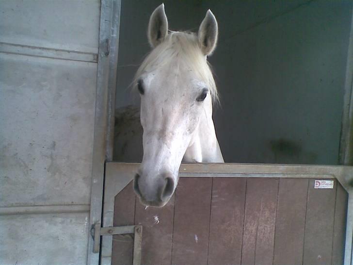 Anglo Araber (AA) Negi [Tidl. part] - i sin boks. i;  billede 13