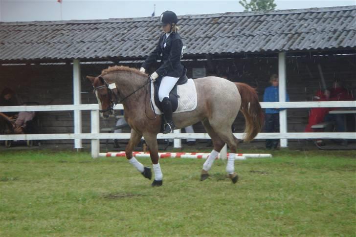 Hollandsk Sportspony Magic Spirit - solgt :'( - dressur på dyerskuet (: blev nr. 3  billede 4