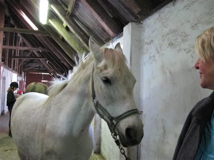 Anden særlig race Silas ( rider på den). - nr:6silas og man kan se det halve af min pljemorse hovede billede 6