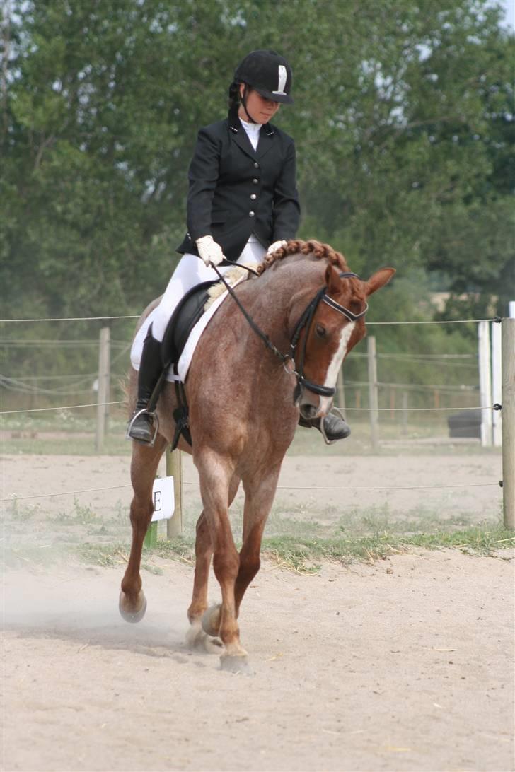 Hollandsk Sportspony Magic Spirit - solgt :'( - LC2 smg-stævne 3. plads billede 7