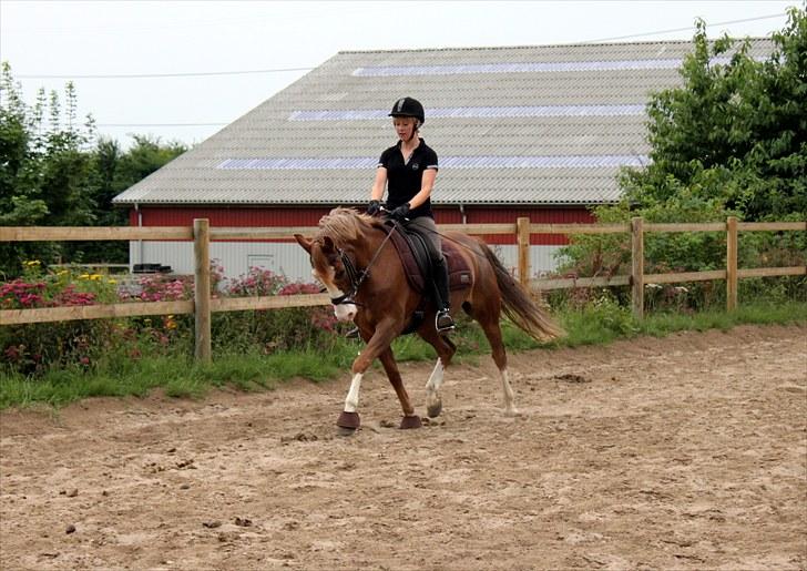 Welsh Partbred (Sec F) Rosengårdens Sodapop SOLGT - NYT! 29.7.10 Dressurtræning. Foto: Ulrika Demant billede 12