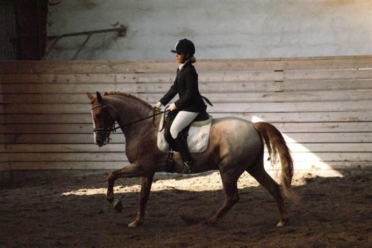 Hollandsk Sportspony Magic Spirit - solgt :'( - dressur til mini-military (: billede 9