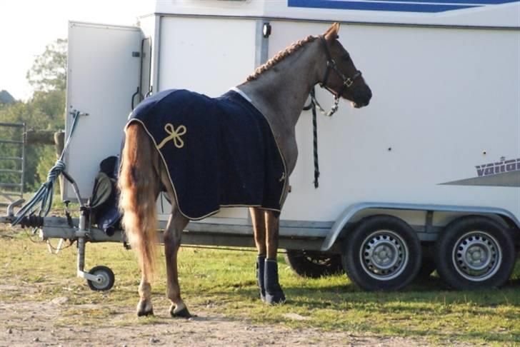 Hollandsk Sportspony Magic Spirit - solgt :'( - smukke pony, mini-military  billede 10