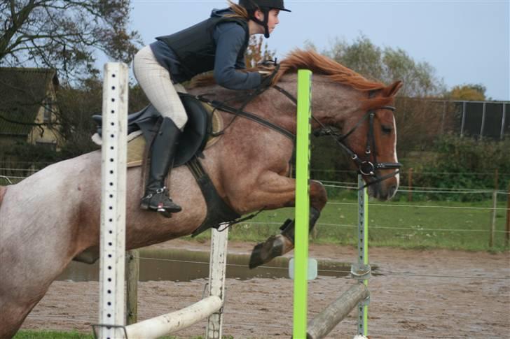 Hollandsk Sportspony Magic Spirit - solgt :'( - spring hjemme med Sabine 1 meter billede 11